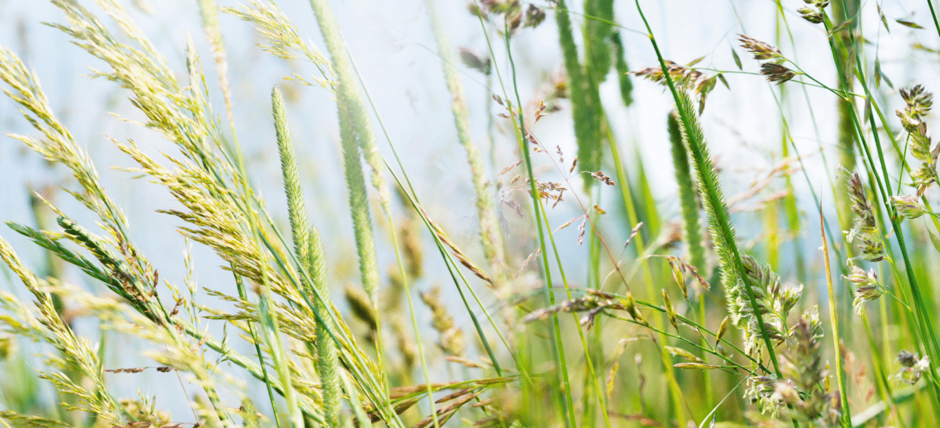Adobe Stock Grass